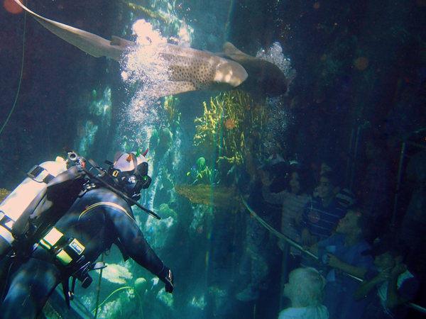 scuba dive in the aquarium