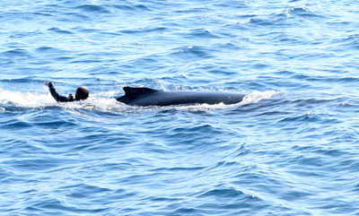 humpback whale rescue