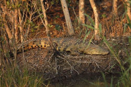 St Lucia River Crocodiles