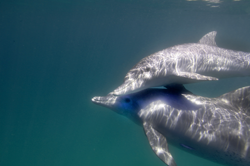 Sodwana Bay Dolphin Diving