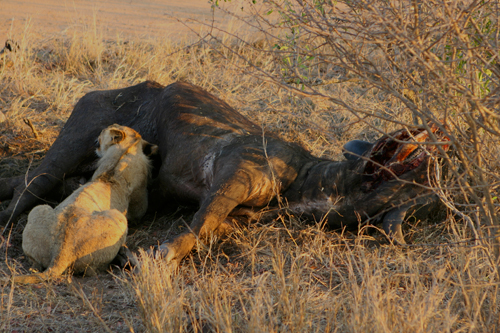 Lion Eat Elephant