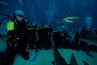 unexso shark diving