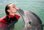 miss scuba dolphin experience
