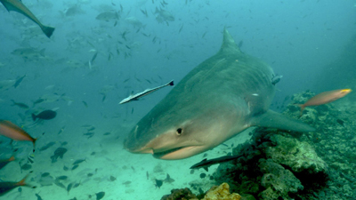 beqa laggon shark diving