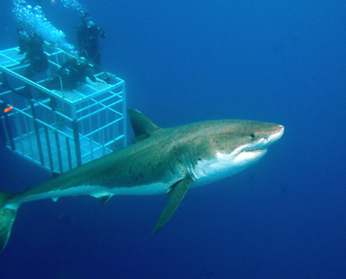 great white shark diving