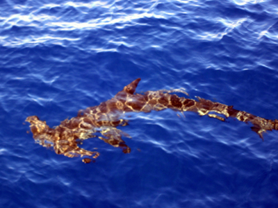 great white shark diving