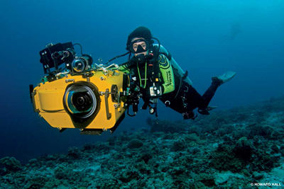 great white shark diving