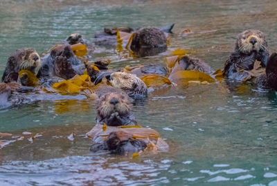 Morro Bay Sea Otters