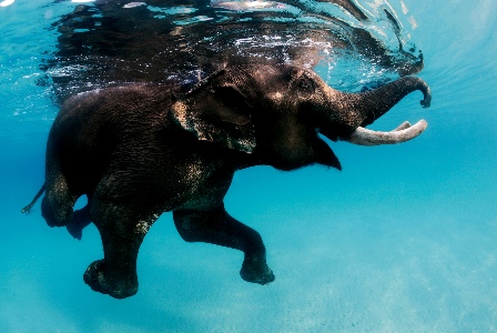 Daniel Botelho elephant underwater