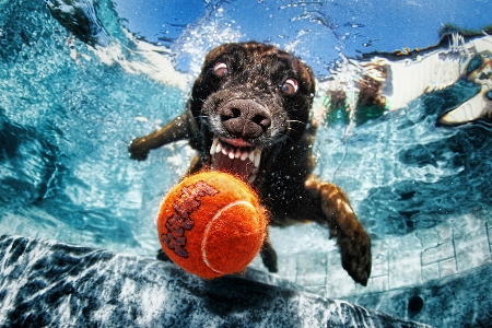Seth Casteel underwater dog