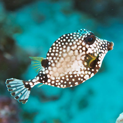 trunkfish