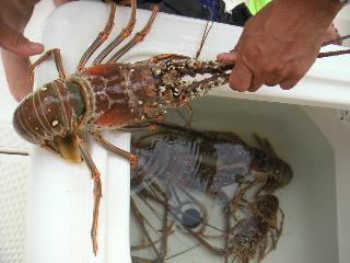 florida lobster