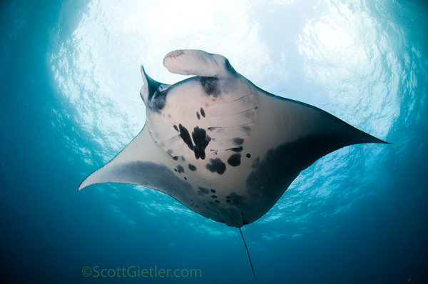 manta ray  photography