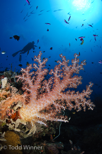 solomon island  photography