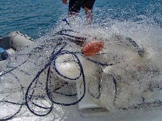 humpback whale rescue