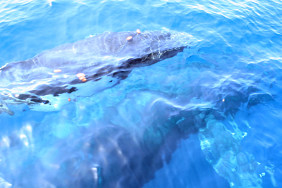 humpback whale rescue