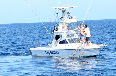 humpback whale rescue