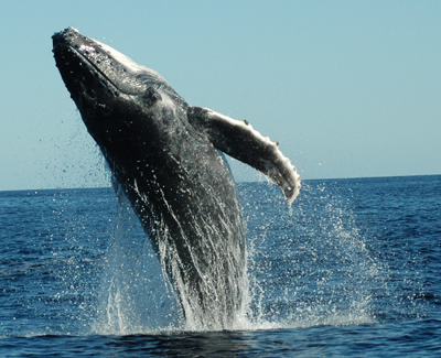 Humpback Whale at Socorro