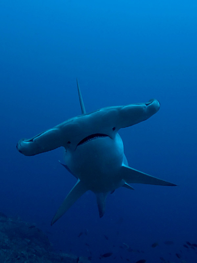 Hammerhead at Socorro