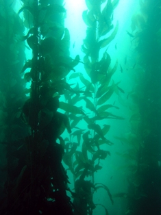 kelp diving la jolla